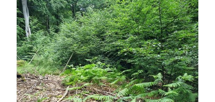 Wie eine Naturverjüngung aussehen kann, zeigt sich in diesem "Weisergatter" - einer wilddicht umzäunten Fläche. Foto: Stadt Bad Neuenahr-Ahrweiler | Wie eine Naturverjüngung aussehen kann, zeigt sich in diesem "Weisergatter" - einer wilddicht umzäunten Fläche. Foto: Stadt Bad Neuenahr-Ahrweiler