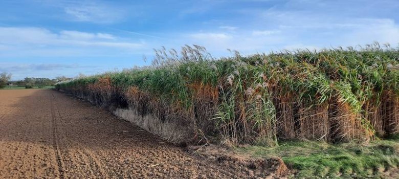 Miscanthus