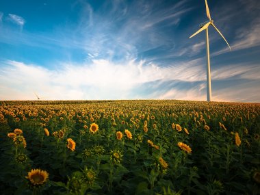 Sonnenblumen, Windmühle, Feld